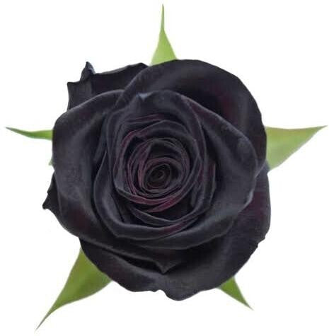 Seeds Black Baccara Rose Plant